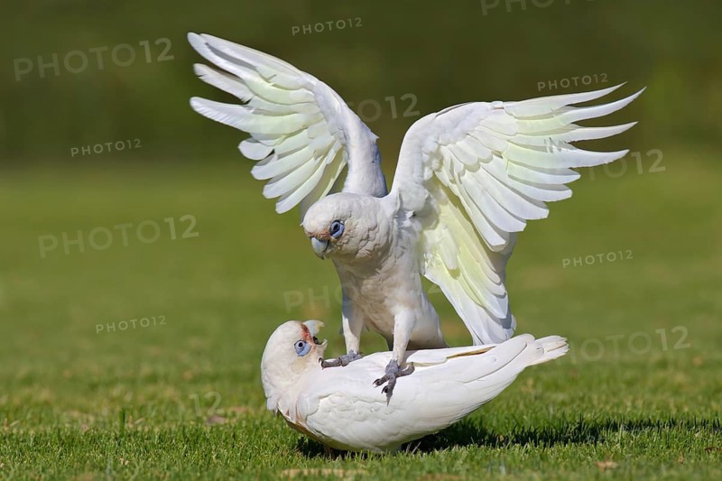 Little Corella (Cacatua sanguinea), Western Australia, Australia