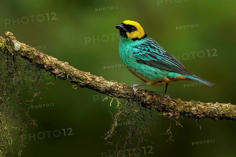 Saffron-crowned Tanager (Tangara xanthocephala) perched on a branch in the Andes mountains of Colombia