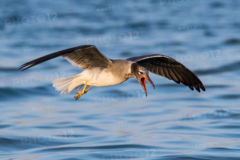 White-eyed Gull (Ichthyaetus leucophthalmus) calling in flight, Eilat, Israel