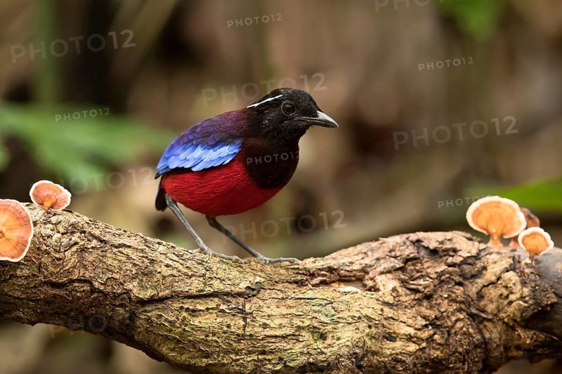 Black-crowned Pitta (Erythropitta ussheri), Sabah, Malaysia