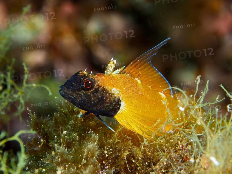 Close-up of a colourful fish, Black-faced blenny (Tripterygion delaisi), surrounded by algae in the Mediterranean Sea near Hyères, dive site Giens Peninsula, Provence Alpes Côte d'Azur, France