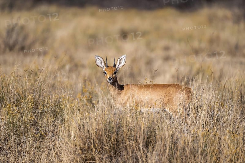 Steenbok (Raphicerus campestris), adult male, standing in dry grass, in the morning light, Khama Rhino Sanctuary, Serowe, Botswana