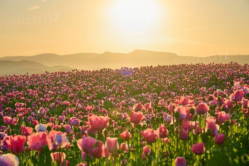 Opium poppy (Papaver somniferum), pink poppies in the golden light of sunrise in front of a mountain silhouette, summer, Germerode, Geo nature park Park Frau-Holle-Land, Hoher Meissner, Hesse, Germany