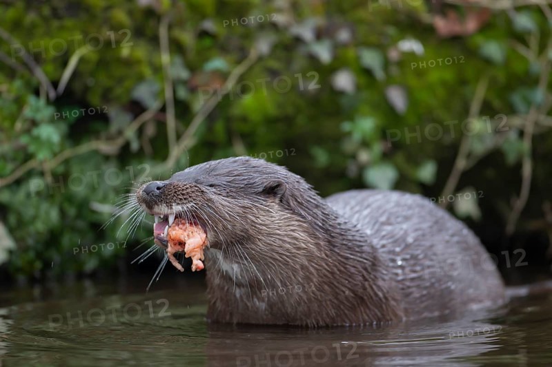 Eurasian otter (Lutra lutra) adult animal eating a fish in a river, England, United Kingdom