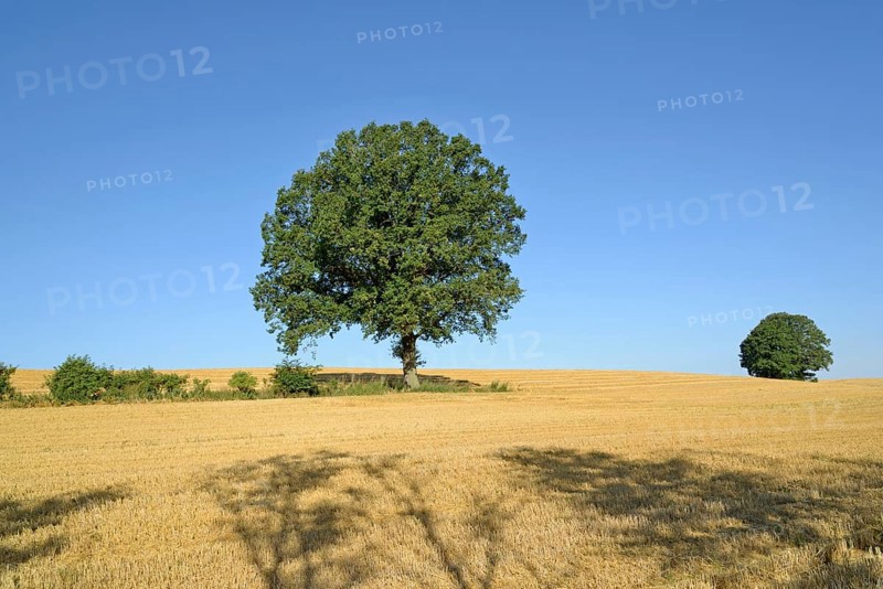 Oak (Quercus), solitary tree, stubble field, blue sky, North Rhine-Westphalia, Germany