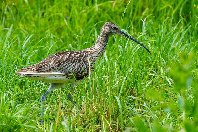 A bird with a long beak walks through a green meadow, curlew, (genus Numenius), France