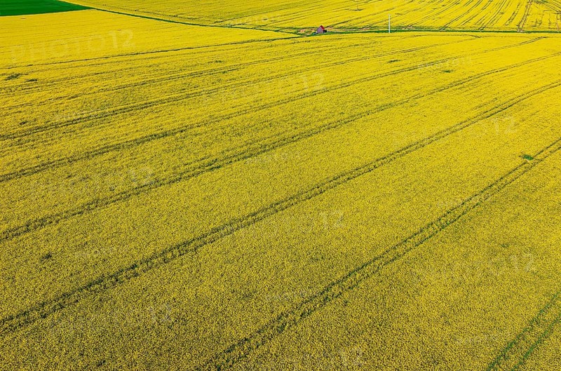 Rape field in bloom with a small house. Landscape near Dornstadt Baden-Württemberg, Germany