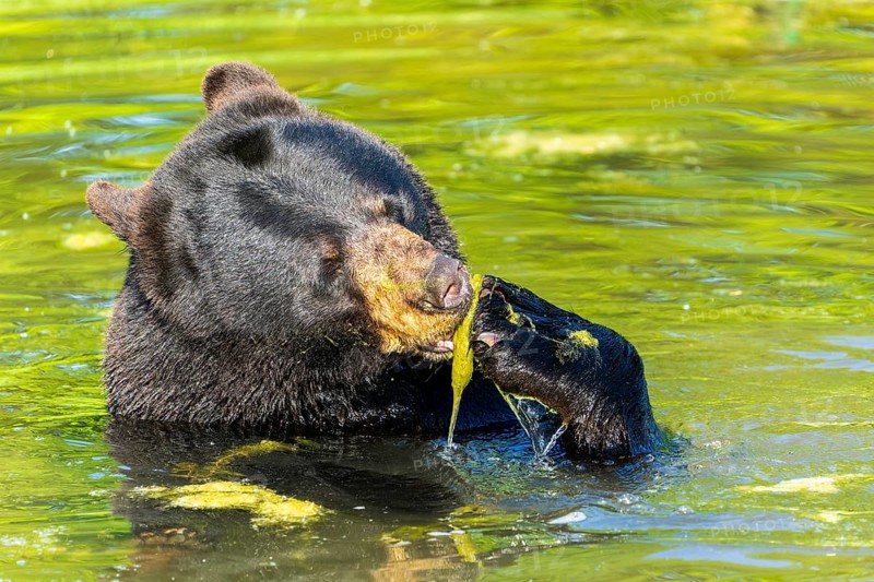 A bear eating algae in the water with its paw, black bear (Ursus (genus) France