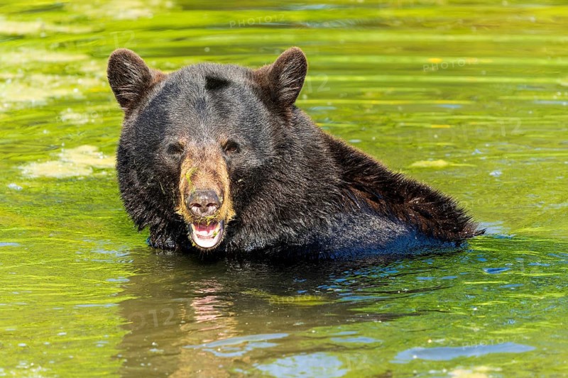 A bear standing in the water with algae on its head, black bear (Ursus (genus) France