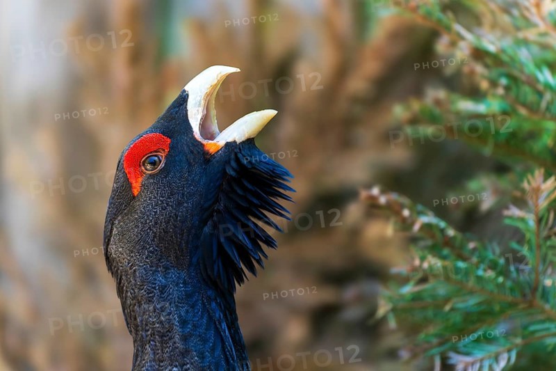Close-up of a bird's head with red crest and open beak a tree in the background, capercaillie, cock (Tetrao urogallus), France