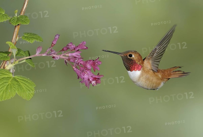 Rufous Hummingbird (Selasphorus rufus) male, British Columbia, Canada