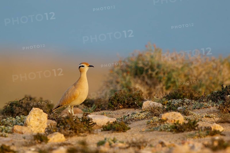 Cream-colored Courser (Cursorius cursor), Fuerteventura, Spain