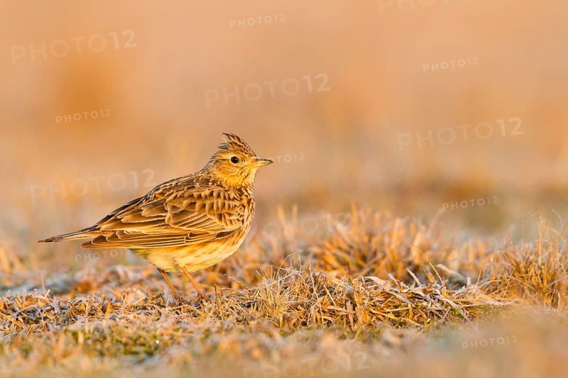 Eurasian Skylark (Alauda arvensis), Baden-Wuerttemberg, Germany
