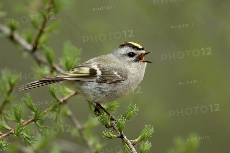 Golden-crowned Kinglet (Regulus satrapa) singing, Michigan, USA