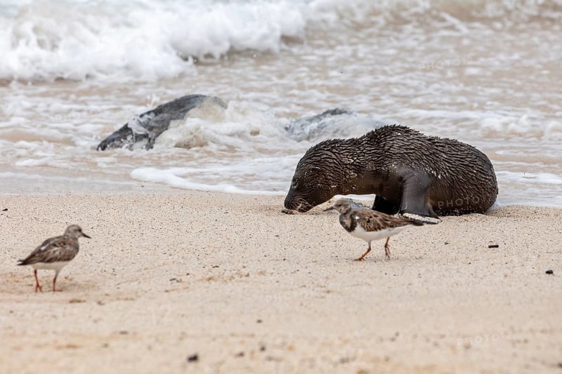 Ruddy turnstone (Arenaria interpres), sea lions (Zalophus wollebaeki), San Cristobal, Galapagos, Ecuador
