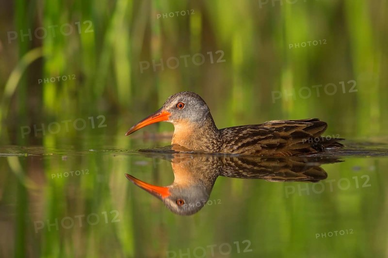 Virginia Rail (Rallus limicola), British Columbia, Canada