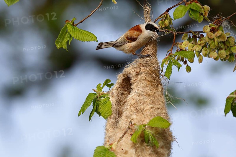 Eurasian Penduline Tit (Remiz pendulinus) male building nest, Saxony-Anhalt, Germany