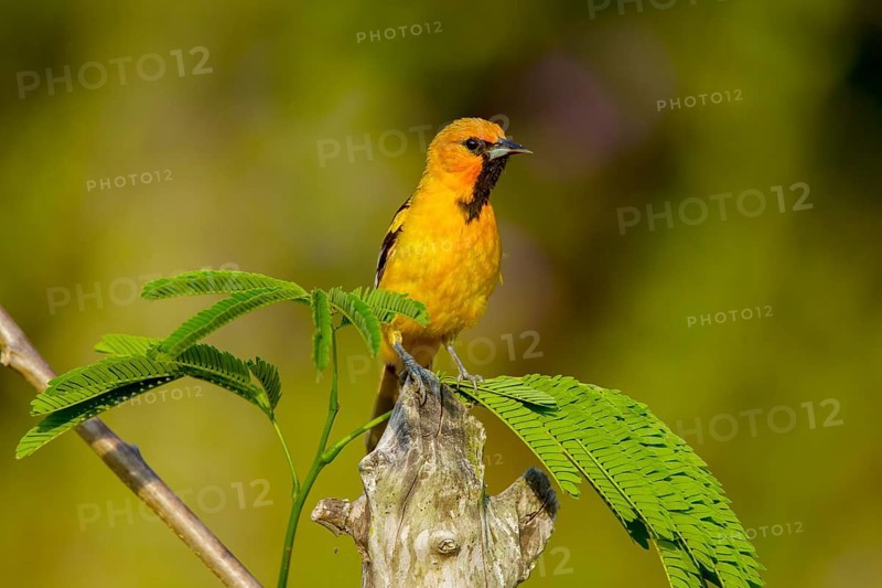 Streak-backed Oriole Icterus pustulatus El Tuito, Jalisco, Mexico 10 June Immature Male Icteridae