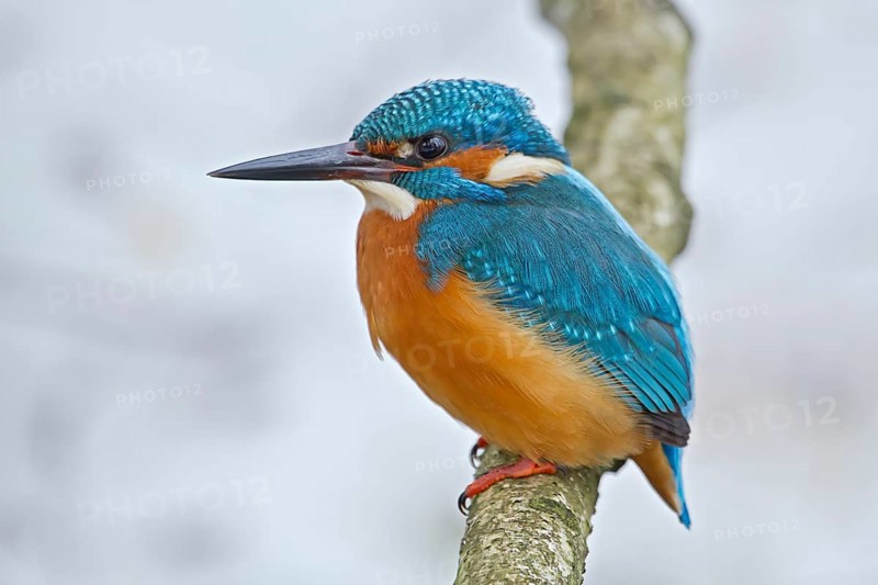 Common Kingfisher (Alcedo atthis) male, Bavaria, Germany