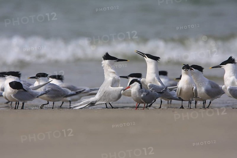 Sandwich Tern (Thalasseus sandvicensis), Schleswig-Holstein, Germany