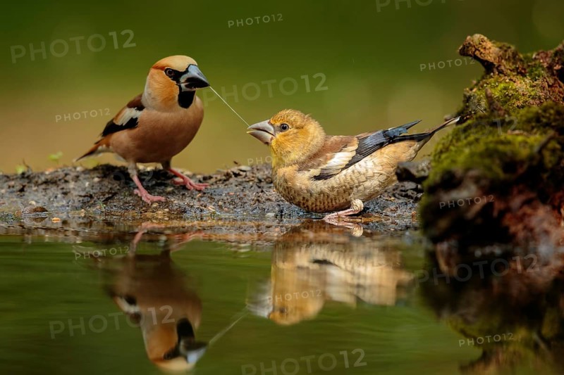 Appelvink man voert een appelvink jong, Hawfinch male is feeding juvenile