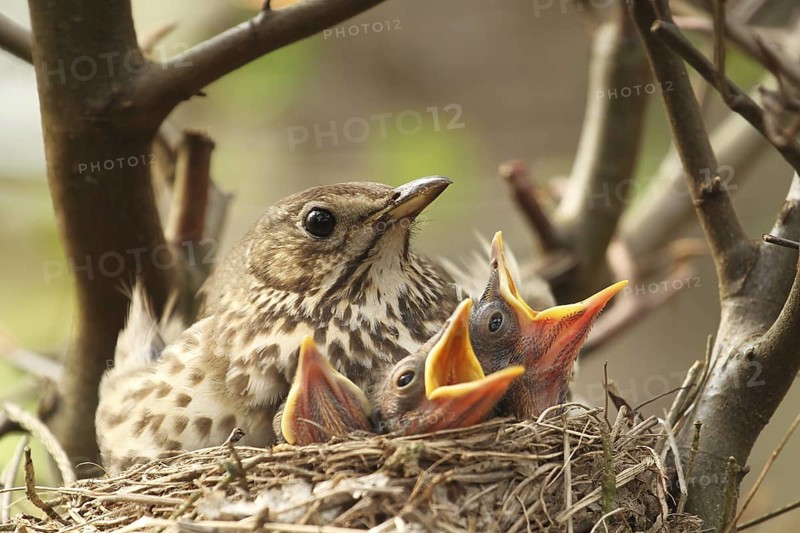 Song Thrush (Turdus philomelos) chick, Lower Saxony, Germany