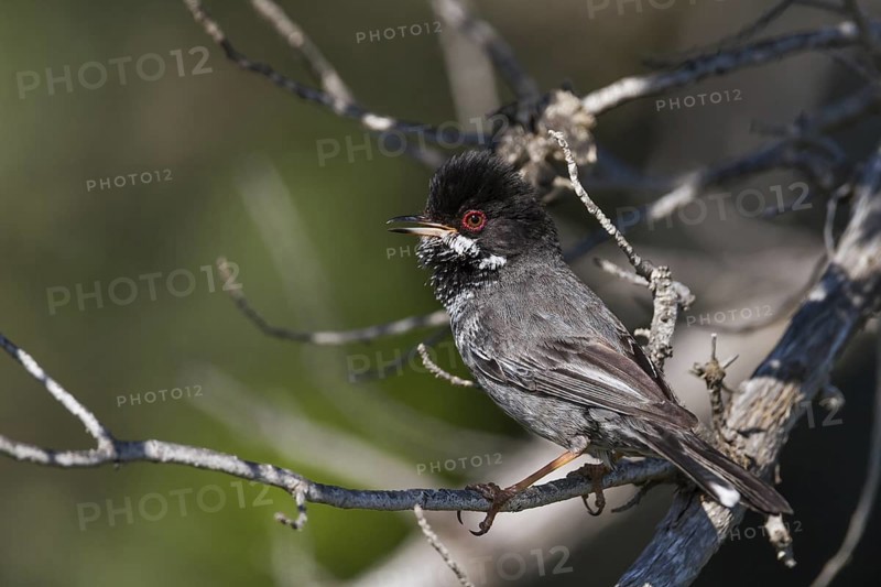 Cyprus Warbler (Sylvia melanothorax) male, Cyprus