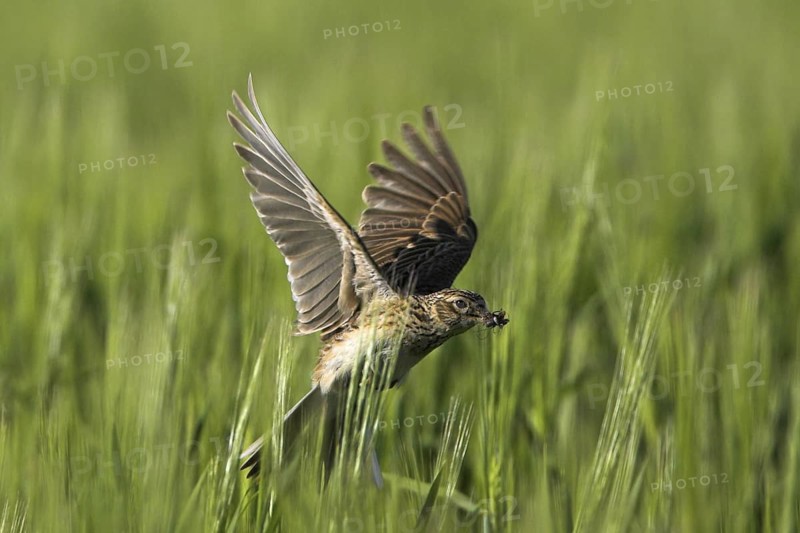 Eurasian Skylark (Alauda arvensis) flying, Rhineland-Palatinate, Germany