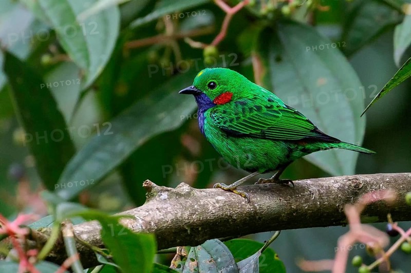 Orange-eared Tanager (Chlorochrysa calliparaea) perched on a branch in the Amazon in Peru