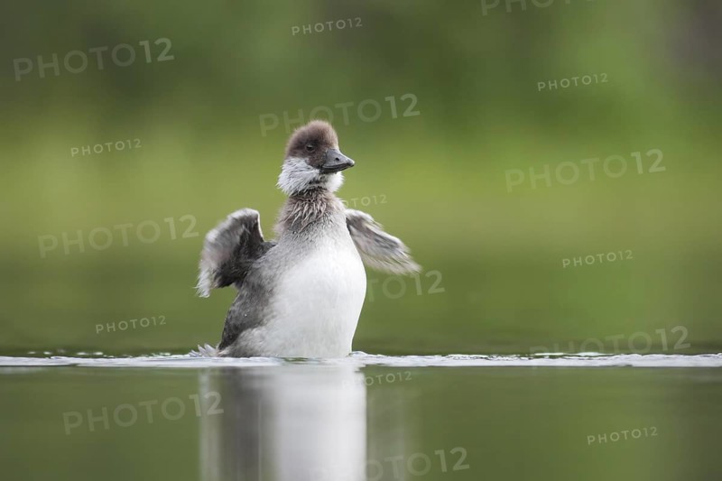 Barrow's Goldeneye (Bucephala islandica) chick, British Columbia, Canada