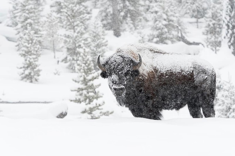 American Bison (Bos bison) adult in snowy countryside in snow storm, Yellowstone National Park, Wyoming, USA