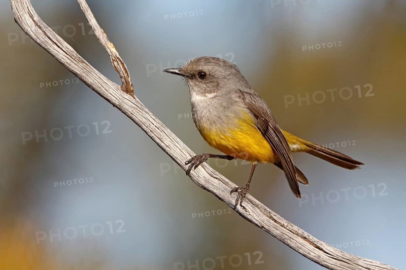Western Yellow Robin (Eopsaltria griseogularis) perched on a branch, South Australia, Australia