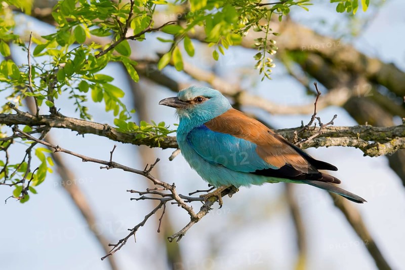 European Roller (Coracias garrulus) perched on a branch, Puszta, Hungary