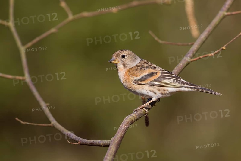 Brambling - Bergfink - Fringilla montifringilla, Germany, 1st cy female