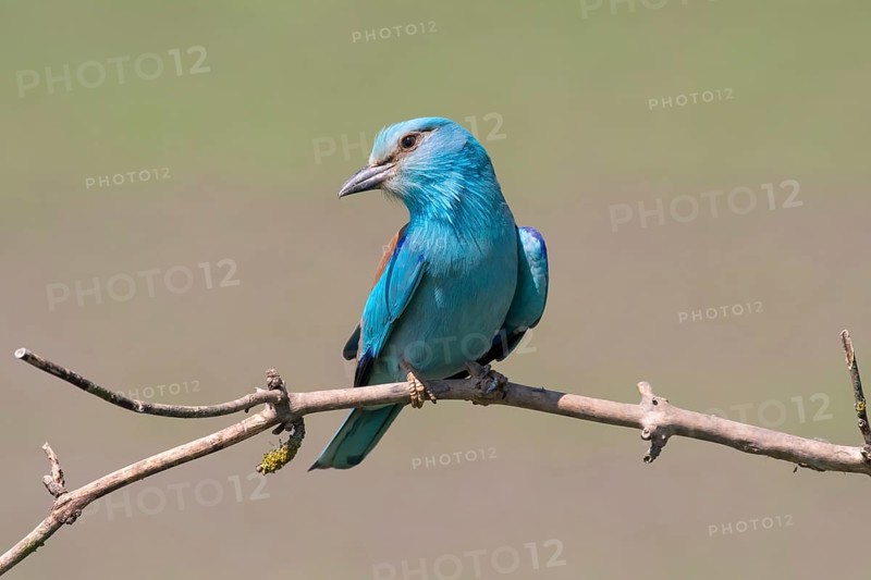 European Roller (Coracias garrulus) perched on a branch, Puszta, Hungary