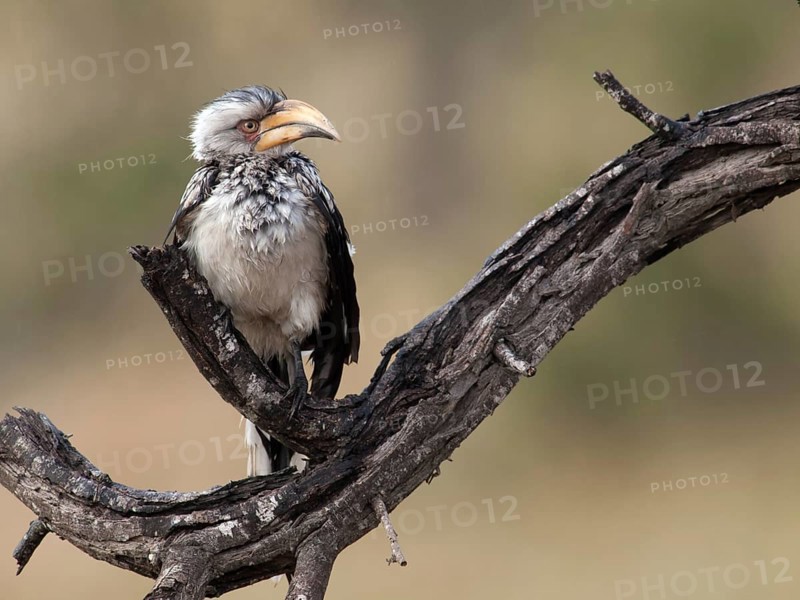 Geelsnaveltok, Southern Yellow-Billed Hornbill, Tockus leucomela