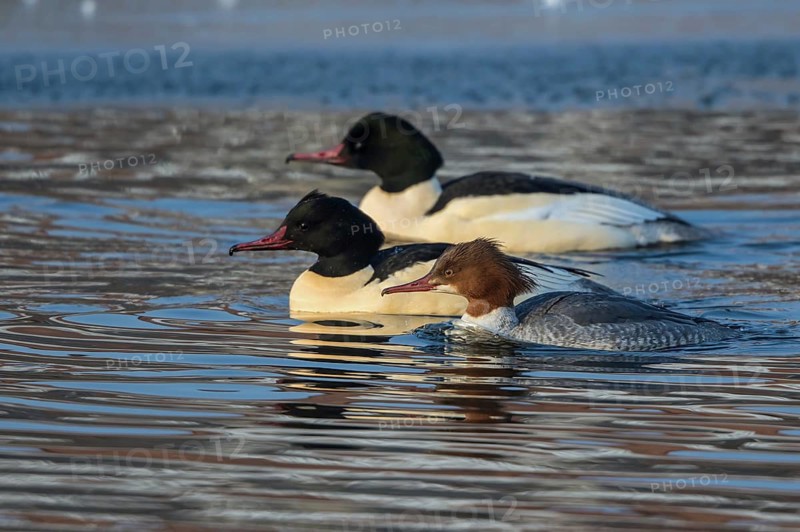 Common Merganser (Mergus merganser) group simming on an ice edge, Mecklenburg-Western Pomerania, Germany