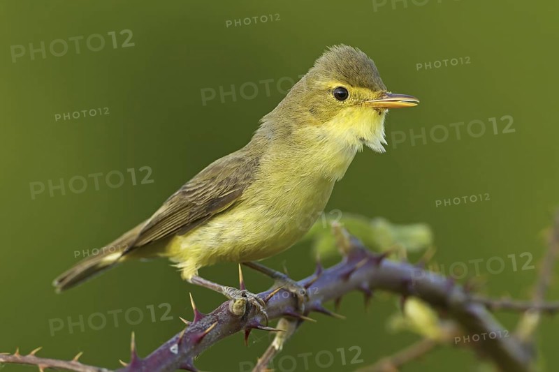 Melodious Warbler (Hippolais polyglotta), Rhineland-Palatinate, Germany
