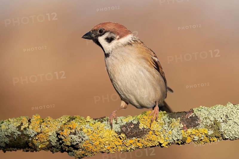Eurasian Tree Sparrow (Passer montanus) perched on a branch, Lower Saxony, Germany
