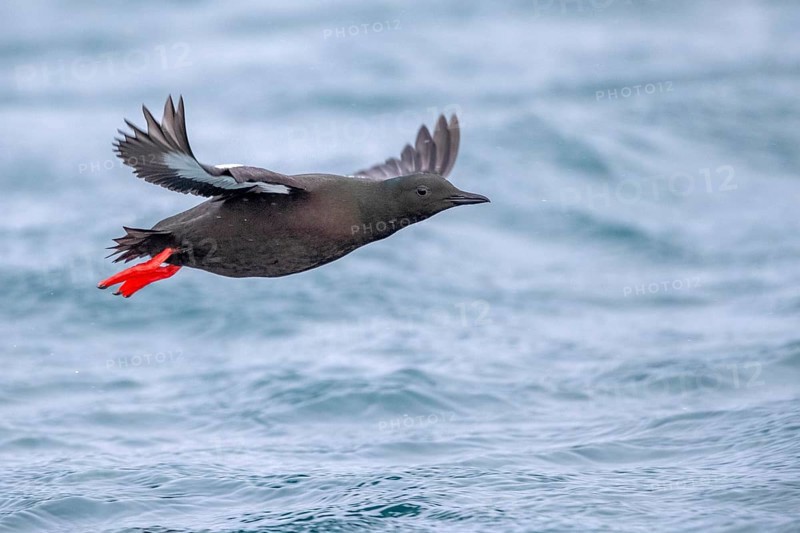 Black Guillemot (Cepphus grylle) flying, Norway