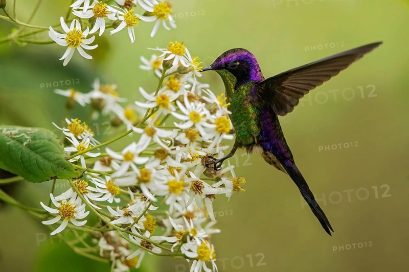 Purple-backed Thornbill (Ramphomicron microrhynchum) perched on a branch in the Andes mountains of Colombia