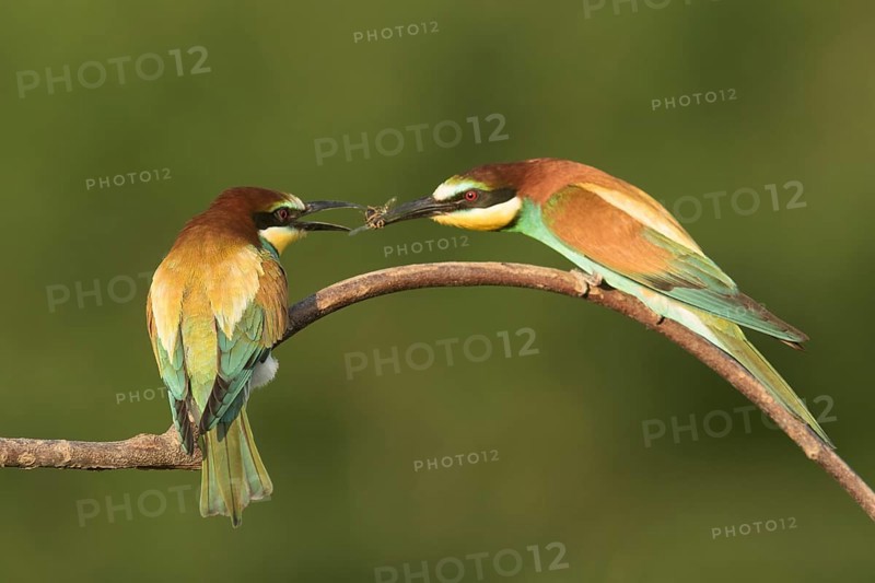 European Bee-eater (Merops apiaster) pair displaying, perched on a branch, Serbia
