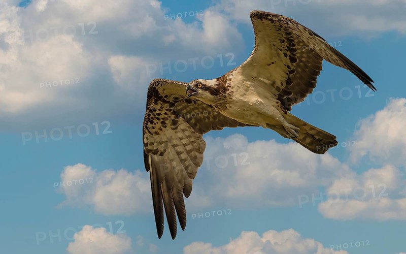 Fischadler (Pandion haliaetus) beim Überflug