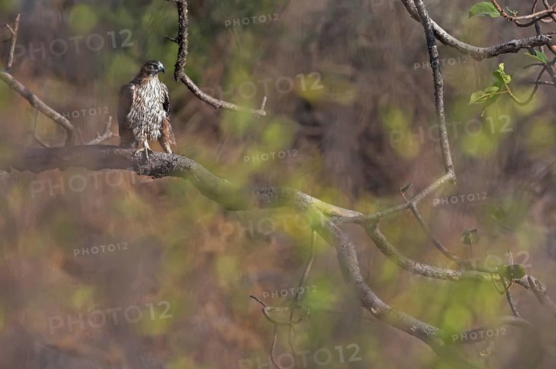 Bonelli's Eagle (Aquila fasciata), Oman
