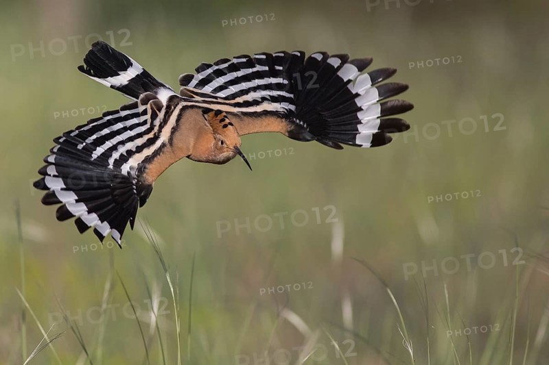 Eurasian Hoopoe (Upupa epops) flying, Subotica, Serbia