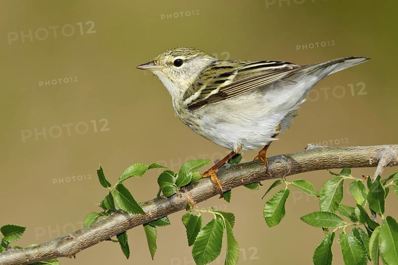 Blackpoll Warbler (Setophaga striata), Texas, USA