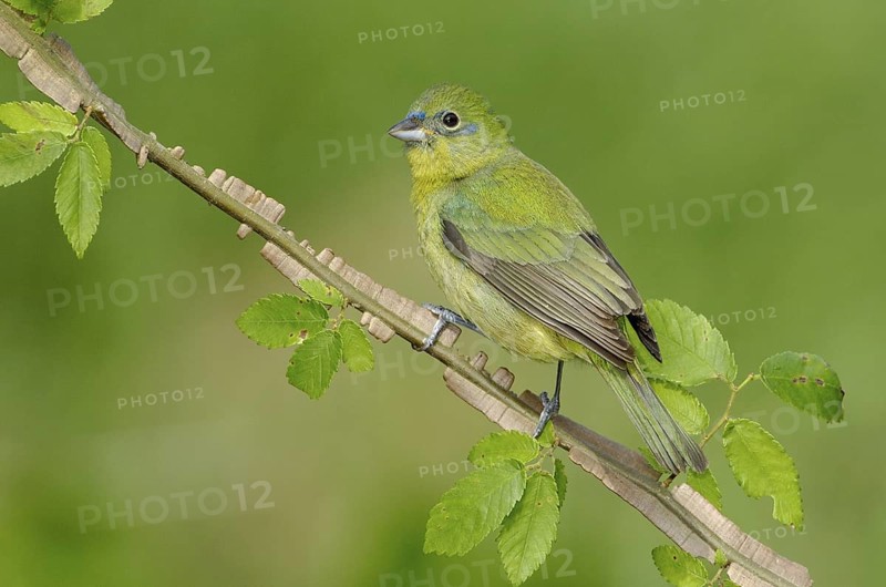 Painted Bunting (Passerina ciris) female, Texas, USA