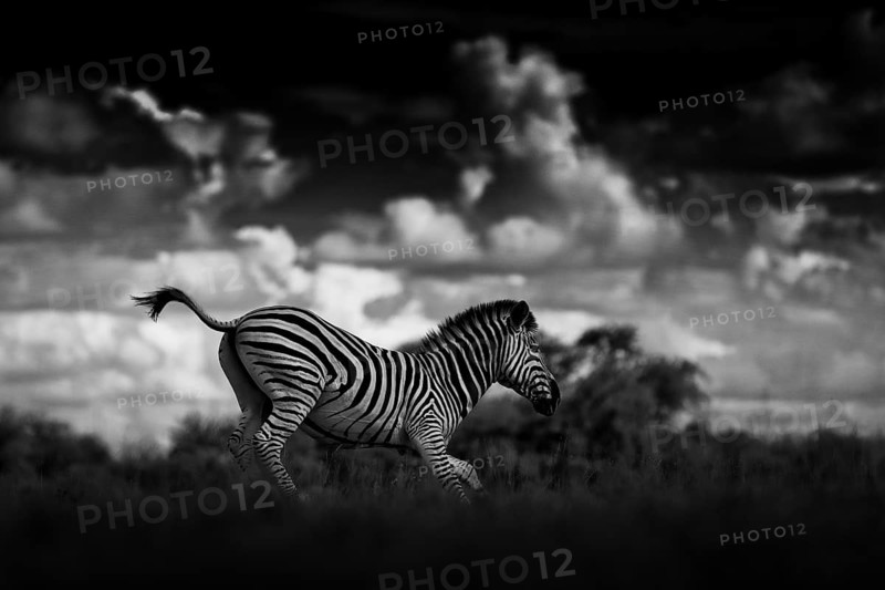 Zebra with dark storm sky. Burchell's zebra, Equus quagga burchellii, Nxai Pan National Park, Botswana, Africa. Wild animal on the meadow. Wildlife nature, African safari. Black and white art photo
