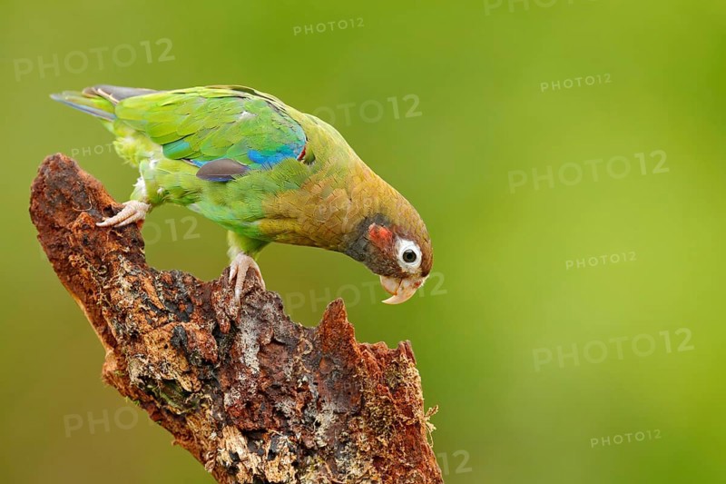 Red-crowned parrot, Amazona viridigenalis, Costa Rica
