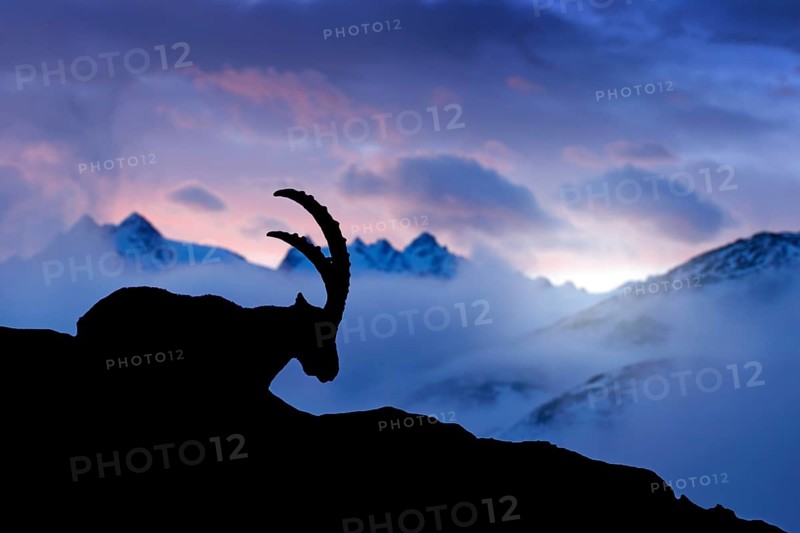 Alpine Ibex, animal in nature rock habitat, France. Twilight night in the high mountain. Ibex silhouette with dark evening clouds in the Alps. Mountain landscape with wild horn mammal, Europe wildlife
